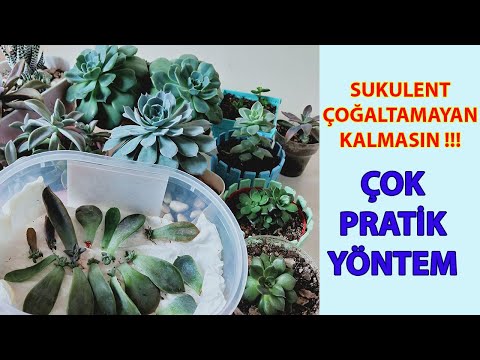 Video: Haworthia yarpaqlarından çoxalda bilərsinizmi?