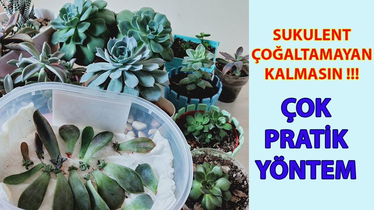 Практический метод производства суккулентов. Растет суккулент на бумажном полотенце. Сочный уход и 