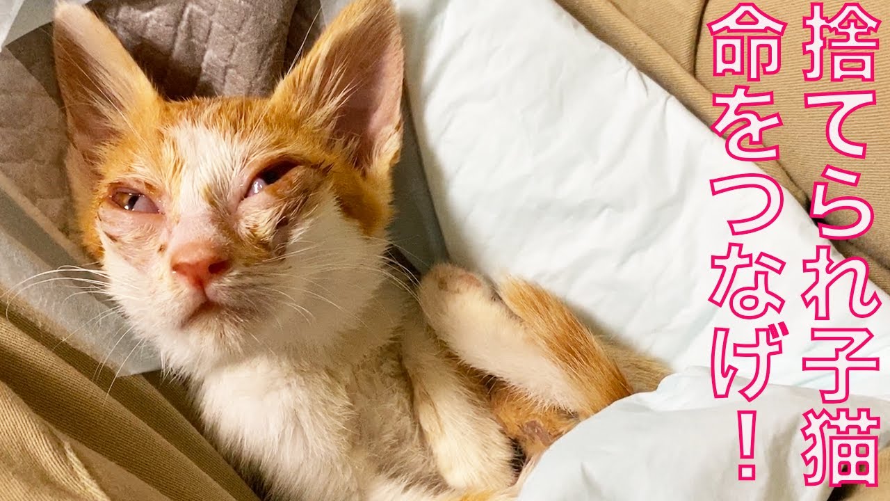 猫村ネコ★断捨離中！値段交渉歓迎 紙袋の中に捨てられてた子猫、重鎮猫から授かる The abandoned kitty