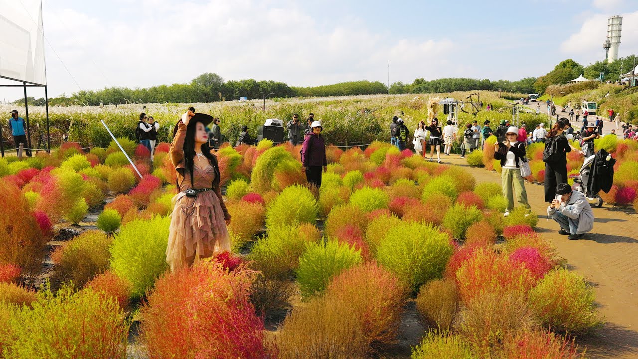 서울억새축제 드디어 개장! 억새 빛으로 물든 하늘공원, 10월 18일-24일, 환상적인 아름다움에 푹 빠집니다. 서울 여행 워커.