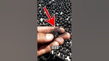 Not a Bomb—A Lifesaver #shorts #seeds