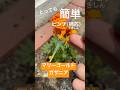 【簡単!ピンチ(摘芯)マリーゴールド&ガザニア】 #花 #ガーデニング #japan #hiroshima #flowers #マリーゴールド#ガザニア #摘芯 #花壇