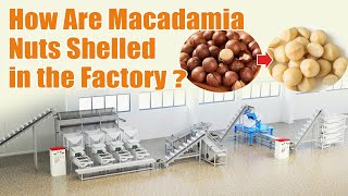 Watch Macadamia Nuts Get Processed in 3D - From Shelling to Grading! #nut #macadamianuts