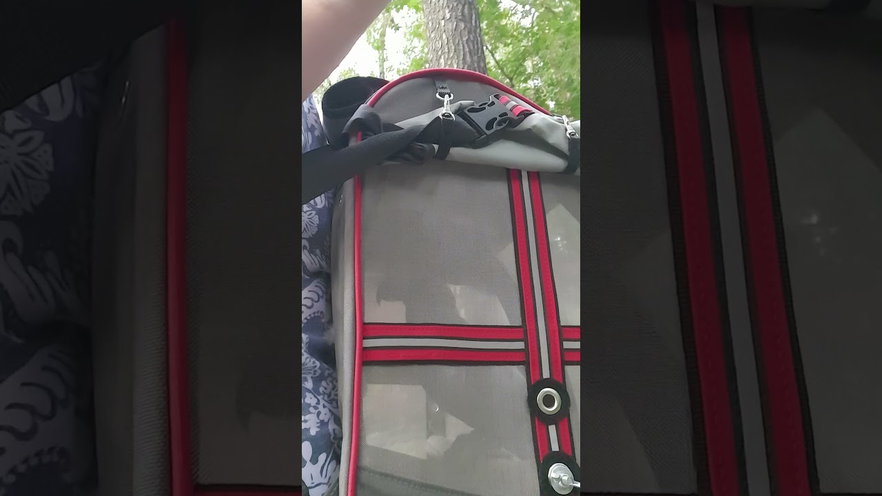 Попугай поет :Я свободен! - YouTube