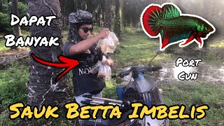 Aku Sauk Betta Imbellis / Ikan Laga Kampung