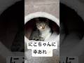 山奥に捨てられた子猫にこが幸せになるまでのストーリー✨️トライアルスタート!!里親希望様が、にこが楽しめるように色々用意して下さっていました #猫を救いたい #多頭飼育崩壊レスキュー #保護猫にこ