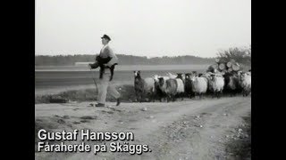 Hampaodling på Gotland./  Skäggs Gård 1950-tal. Berättelse på Gutamål