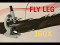Fly leg under a microscope