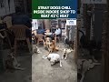 Heatwave Hero: Indore Shopkeeper Shelters Stray Dogs, Video Goes Viral | IMD Forecasts Heatwave|N18S