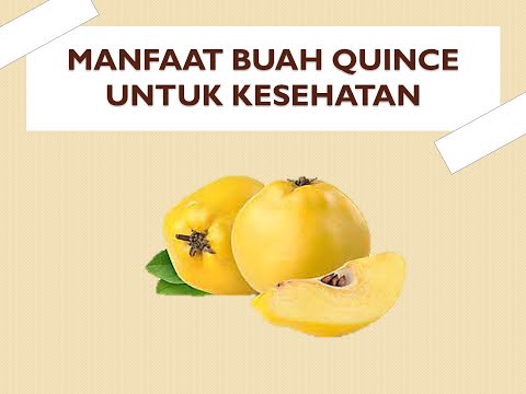 Video: Apa Itu Buah Quince: Ketahui Tentang Menanam Pokok Quince