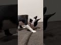 初めてのおもちゃに大興奮のボストンテリアが可愛すぎるｗ #shorts