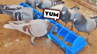 Stock Pigeons Are Ready