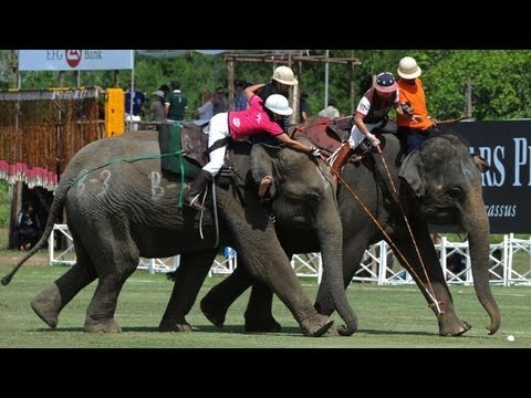 Video: Über Ponys Ziehen, Hier Kommt Elefanten-Polo