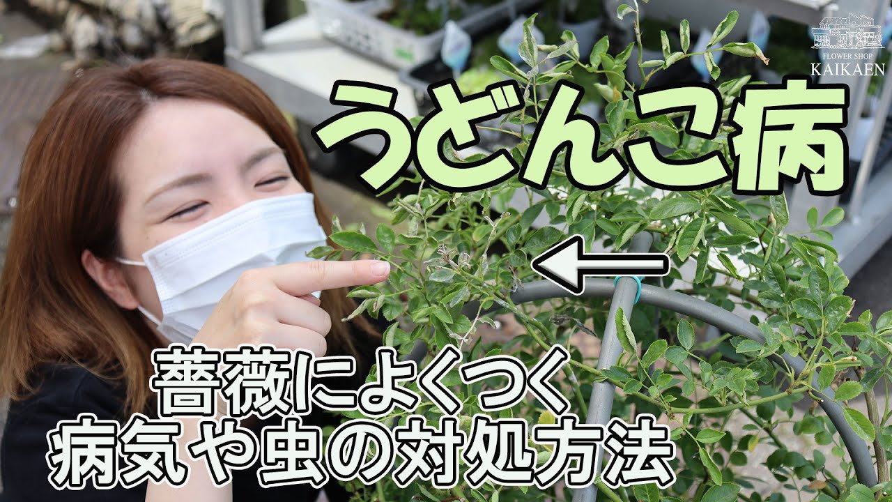 薔薇 葉っぱ 白い粉 うどんこ病 病気 虫 おうちでガーデニング 開花園チャンネル Youtube