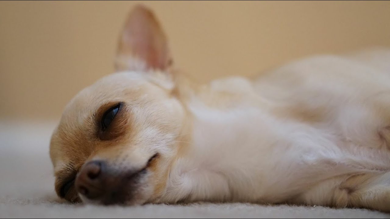 chihuahua sleeping