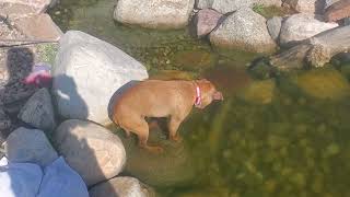 Bindi The Pit Bull Waiting For A Fish!