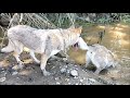 Czechoslovakian Wolfdog pack &quot;Kuryak of Stellaburg&quot; @ Trnavska Baluga, West Morava riverside 2