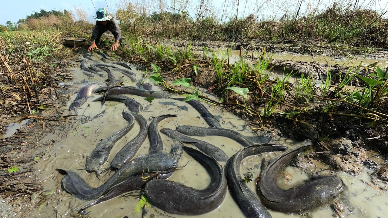 Amazing fishing  ! Catching fish by hand in the rice fields