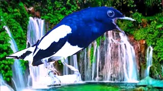 Suara Pikat Kacer Dijamin Langsung Nyambar Tarung