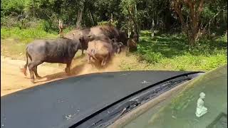 Hungry Leopard Part 2