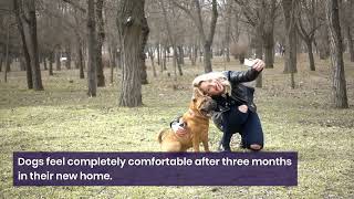 Nearly 4 in 5 rescue dog parents agree ‘3-3-3’ rule is spot on for new pooches