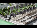 Potting and Spacing
