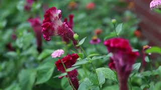 Inn Pawng Pangpar & Dum