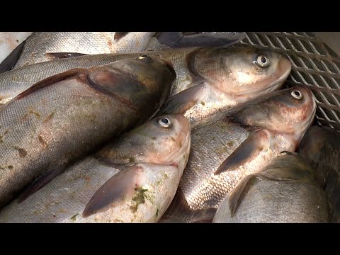 Invasive Species - Silver Carp