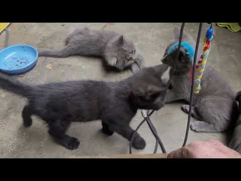 First batch of shop kittens for the summer of 2026