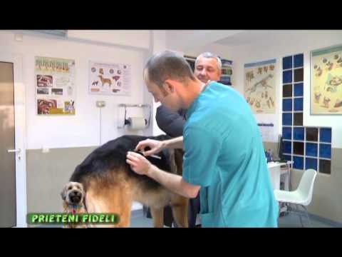 Video: Cum Se Vaccinează Câinii