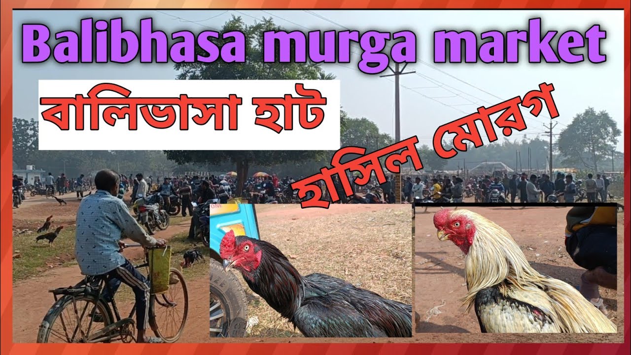 Recent Aseel Murga price update in India# Kukru Haat#Poradih Haat#Balarampur Haat # Balibhasa Haat