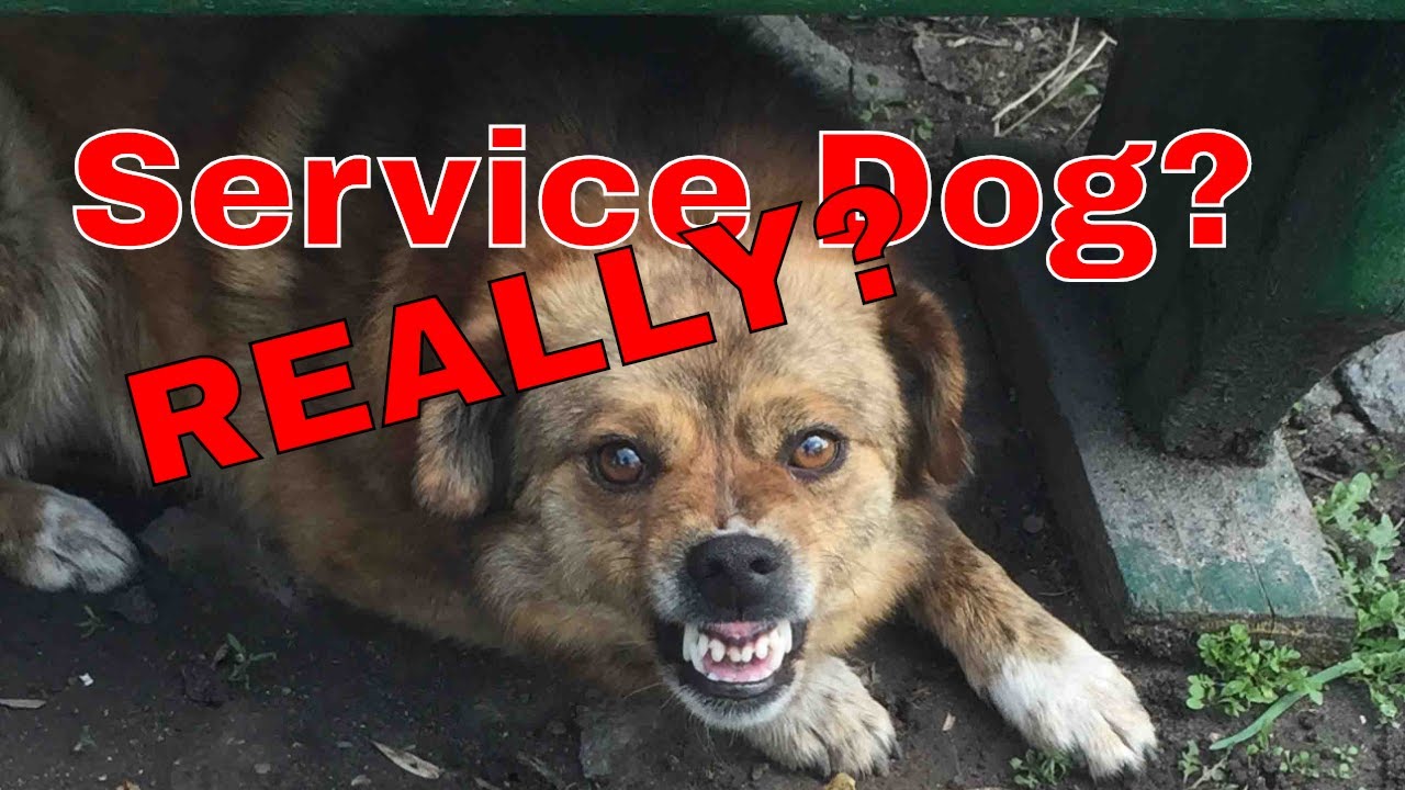 The truth about Service Dogs
