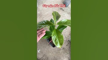 Cây mận điều Thái #shortvideo #0386569374 #ngocnganbentre #fruit #nhanong #mandieuthai #agriculture