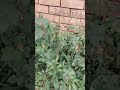 #subhanallah ❤️