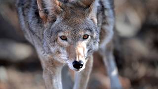 Coyotes: Yellowstone's Underdogs
