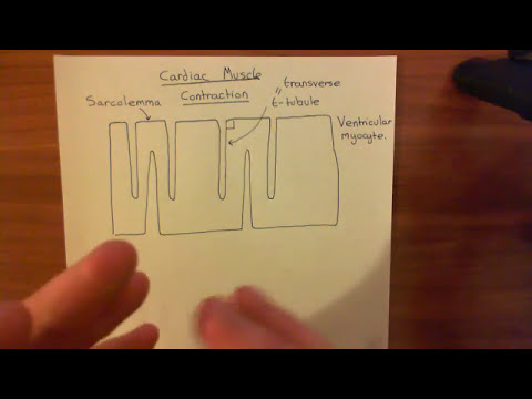 Cardiac Muscle Contraction Part 1 - YouTube