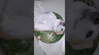 Download Lagu To je moj pes BELLA🐶🐕 MP3