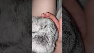 #yutubeshorts #cute #cuterabbit #rabbit #kpop #psy #gangnamstyle #mycuterabbit #subscribe
