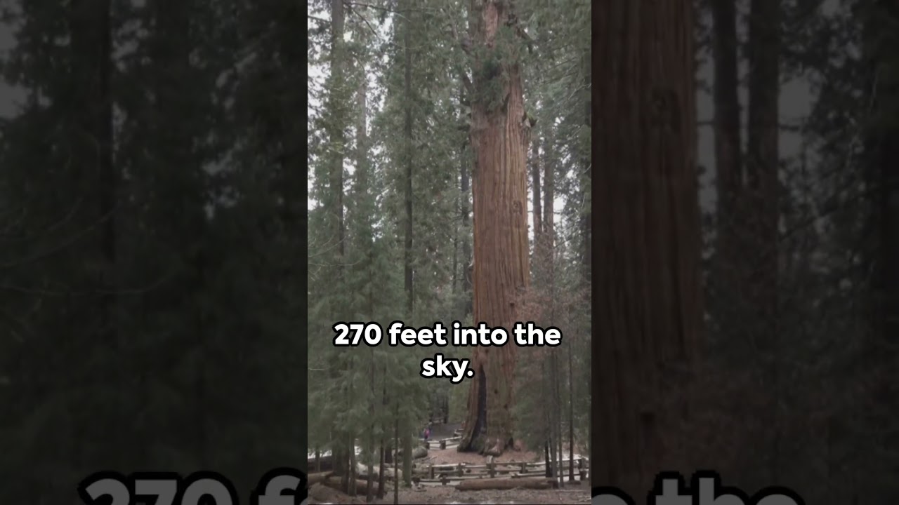 Which trees are the most beautiful? 