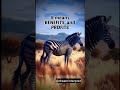BENIFITS and PROFITS ! #dream #part1 #interpretar #zebra