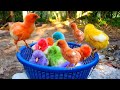 Catching chickenscute chickens rainbow chickenscolorful chickensrainbow chickensanimals cute 84