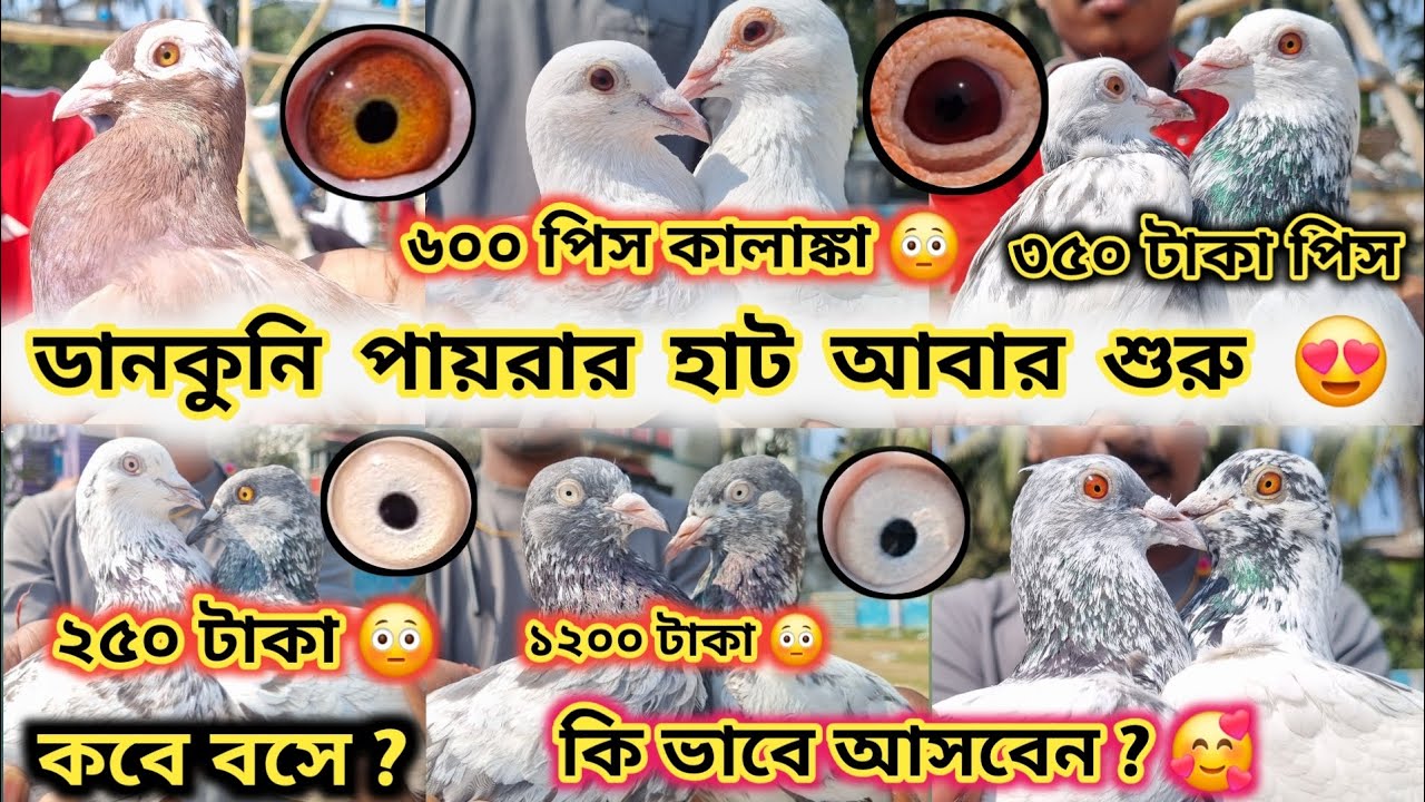 ধামাকা দার অফার এর সাথে 💥 পারডানকুনি পায়রার হাট আবার খুলে গেলো 😳 কবে বসে , কি বার হবে 