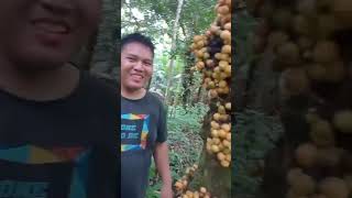 Edisi Cari Buah-Buahan Hutan