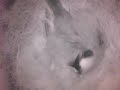 birdcam_2010-04-07_19-31-03.avi