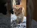 ちゃちゃまる写真集 #cat #catvideos #ねこ #猫 #ちゃちゃまる #猫のいる暮らし #cute #funnycat