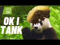 This panda's thiccness endangered my enemies' lives while they get free massage against walls | Akai