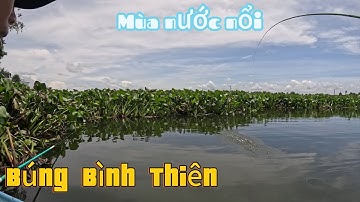 Câu đài tự nhiên ở Búng Bình Thiên đang trong mùa nước nổi