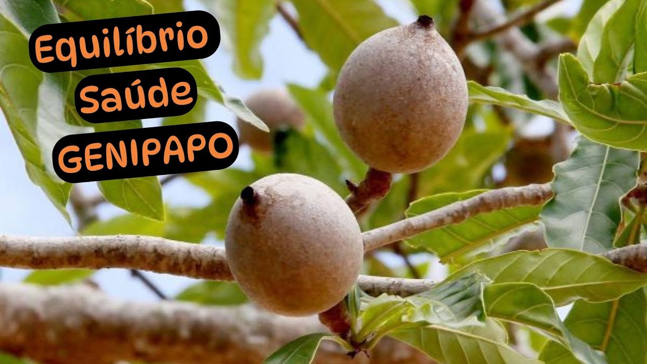 Aprenda sobre os benefícios do JENIPAPO para seu organismo se ...