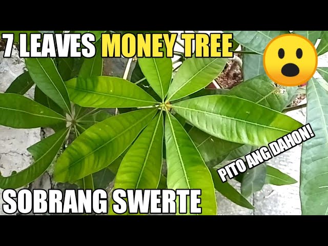 is the money tree toxic to cats Pachira Aquatica 'Money Tree' – Lucky Indoor Plant for Prosperity – Ed's  Plant Shop
