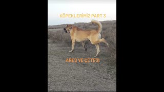 ARES VE ÇETESİ ( KÖPEKLERİMİZ 3 BÖLÜM )